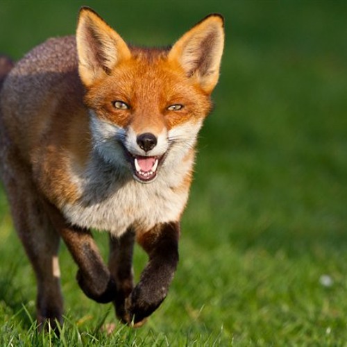 ภาพปกอัลบั้มเพลง Ylvis - The Fox What does the fox say (Sped Up)
