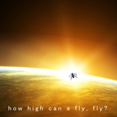 ภาพปกอัลบั้มเพลง How High Can A Fly Fly
