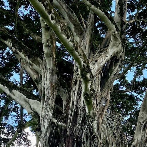 ภาพปกอัลบั้มเพลง Banyan Tree