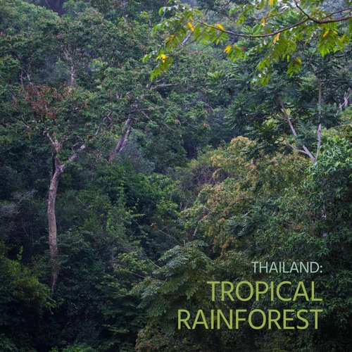 ภาพปกอัลบั้มเพลง Sounds of Wild Thailand I 'Thailand's Tropical Rainforest'