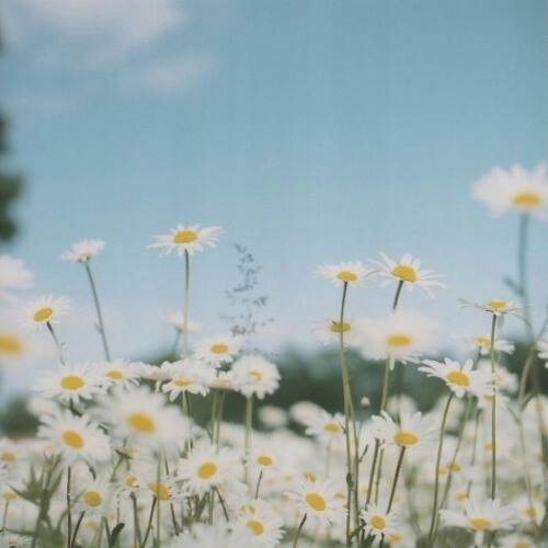 ภาพปกอัลบั้มเพลง daisies.