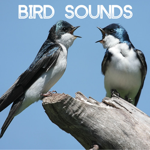 ภาพปกอัลบั้มเพลง Bird Sounds - Gentle Birds and Forest Stream for Relaxation Meditation. Relaxing Nature's Sounds for Sound Therapy calming Birds and Sounds of Nature for Mindfulness Méditation and Relaxation