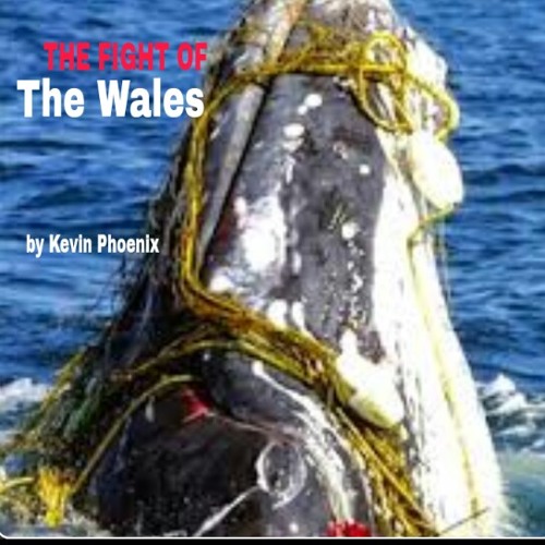ภาพปกอัลบั้มเพลง The Fight of the Wale (to survive) .. live.. written and produced by Kevin Phoenix song 46.. write a song a day project for 2018 the noise of the Wales telling us to clean the Oceans and protect them 🛡