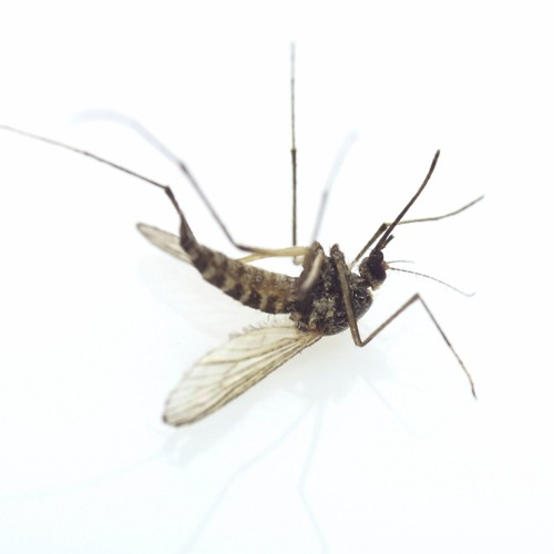 ภาพปกอัลบั้มเพลง Mosquito Romance by Gene Kasidit