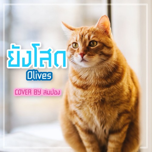 ภาพปกอัลบั้มเพลง ยังโสด Olives Cover By สมปอง