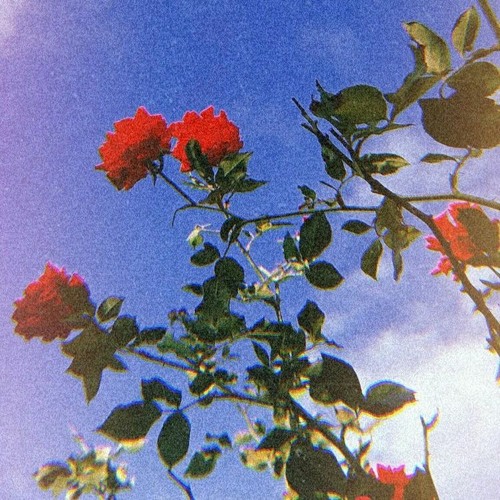 ภาพปกอัลบั้มเพลง Slchld - Camellia