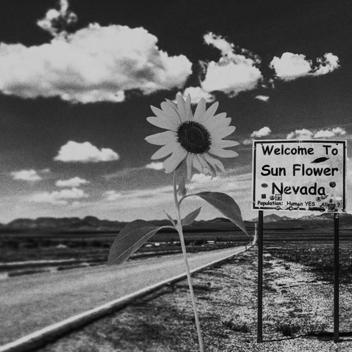 ภาพปกอัลบั้มเพลง sun flower
