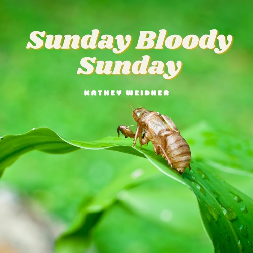 ภาพปกอัลบั้มเพลง Sunday Bloody Sunday