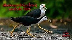 ภาพปกอัลบั้มเพลง เสียงต่อนกกวัก(นกไก่นา)นกเข้าเร็ว100 (2)